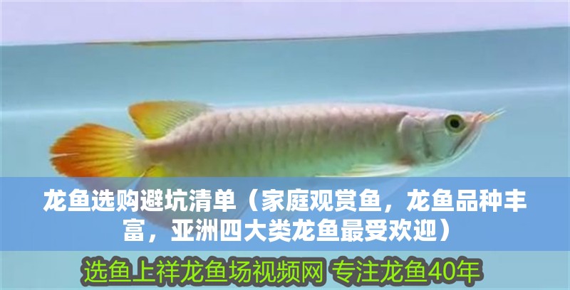 龍魚選購避坑清單（家庭觀賞魚，龍魚品種豐富，亞洲四大類龍魚最受歡迎）