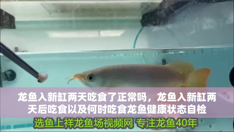 龍魚入新缸兩天吃食了正常嗎，龍魚入新缸兩天后吃食以及何時吃食龍魚健康狀態自檢