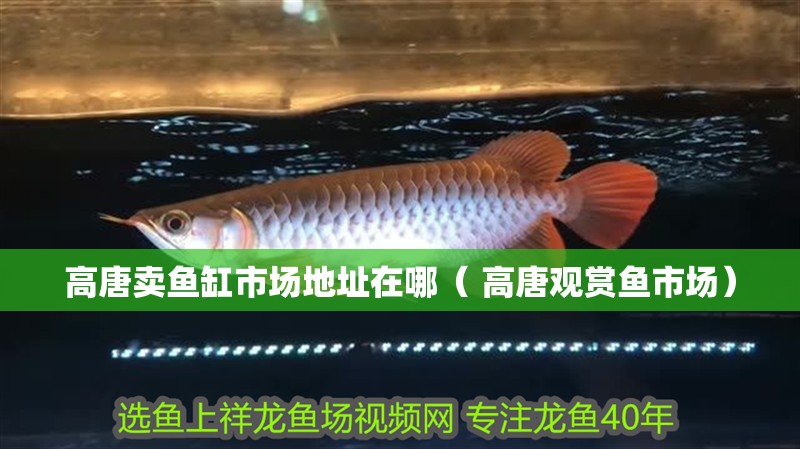 高唐賣魚缸市場地址在哪（ 高唐觀賞魚市場）