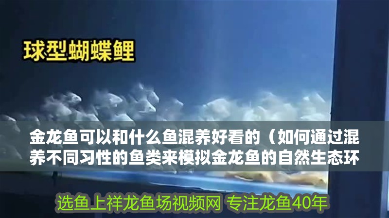 金龍魚可以和什么魚混養好看的（如何通過混養不同習性的魚類來模擬金龍魚的自然生態環境？）