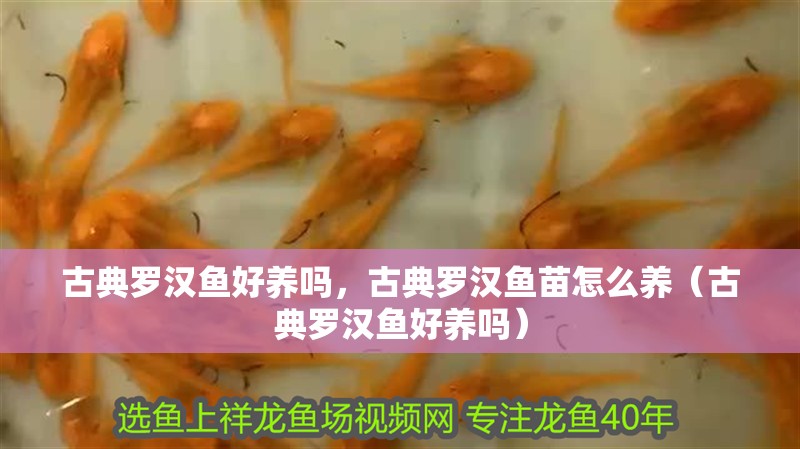 古典羅漢魚好養(yǎng)嗎，古典羅漢魚苗怎么養(yǎng)（古典羅漢魚好養(yǎng)嗎）