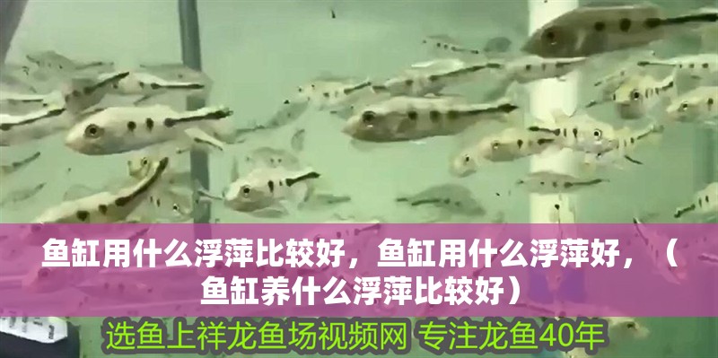 魚缸用什么浮萍比較好，魚缸用什么浮萍好，（魚缸養什么浮萍比較好）