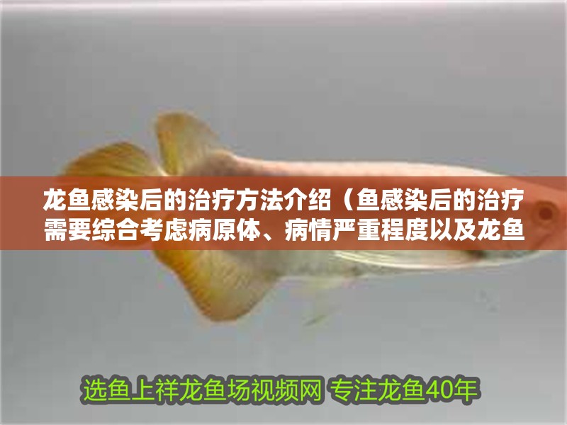 龍魚感染后的治療方法介紹（魚感染后的治療需要綜合考慮病原體、病情嚴重程度以及龍魚的個體特征）