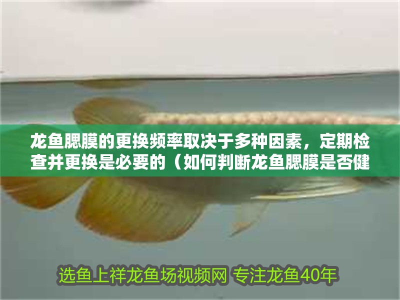 龍魚腮膜的更換頻率取決于多種因素，定期檢查并更換是必要的（如何判斷龍魚腮膜是否健康） 龍魚腮膜的更換頻率取決于多種因素，定期檢查并更換是必要的（如何判斷龍魚腮膜是否健康） 龍魚百科