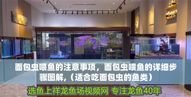 面包蟲喂魚的注意事項，面包蟲喂魚的詳細步驟圖解,（適合吃面包蟲的魚類）