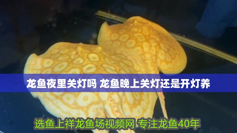 我的虎魚真菌感染了要怎么處理 龍魚夜里關燈嗎 龍魚晚上關燈還是開燈養 觀賞魚百科 龍魚夜里關燈嗎 龍魚晚上關燈還是開燈養 龍魚夜里關燈嗎 龍魚晚上關燈還是開燈養 觀賞魚百科