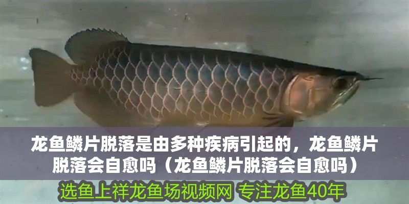 龍魚鱗片脫落是由多種疾病引起的，龍魚鱗片脫落會(huì)自愈嗎（龍魚鱗片脫落會(huì)自愈嗎）