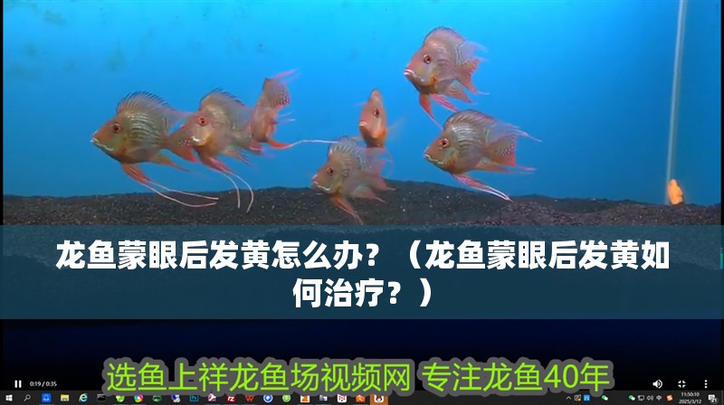 龍魚蒙眼后發(fā)黃怎么辦？（龍魚蒙眼后發(fā)黃如何治療？）