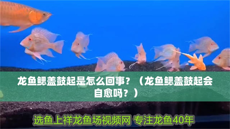 龍魚鰓蓋鼓起是怎么回事？（龍魚鰓蓋鼓起會自愈嗎？）