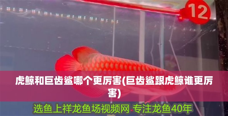 虎鯨和巨齒鯊哪個更厲害(巨齒鯊跟虎鯨誰更厲害)