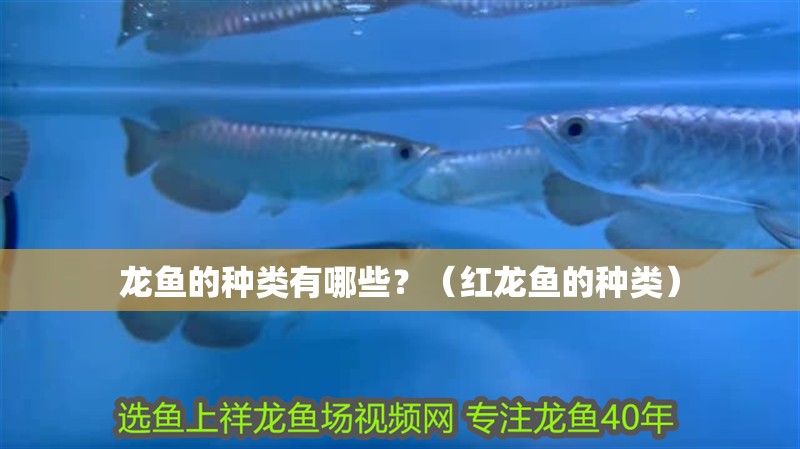 龍魚的種類有哪些？（紅龍魚的種類）