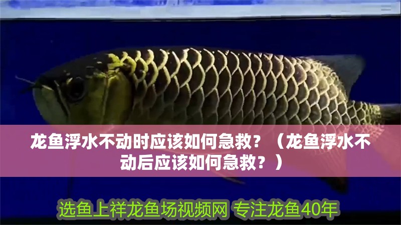 龍魚浮水不動時應該如何急救？（龍魚浮水不動后應該如何急救？） 龍魚浮水不動時應該如何急救？（龍魚浮水不動后應該如何急救？） 龍魚百科