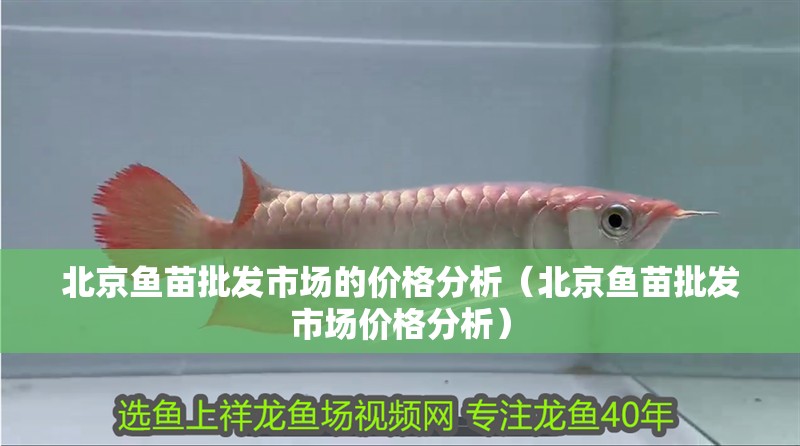 北京魚苗批發(fā)市場(chǎng)的價(jià)格分析（北京魚苗批發(fā)市場(chǎng)價(jià)格分析）