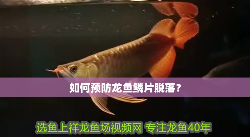 如何預防龍魚鱗片脫落？