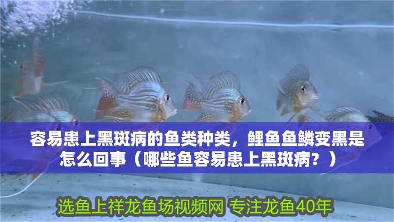 容易患上黑斑病的魚類種類，鯉魚魚鱗變黑是怎么回事（哪些魚容易患上黑斑病？）