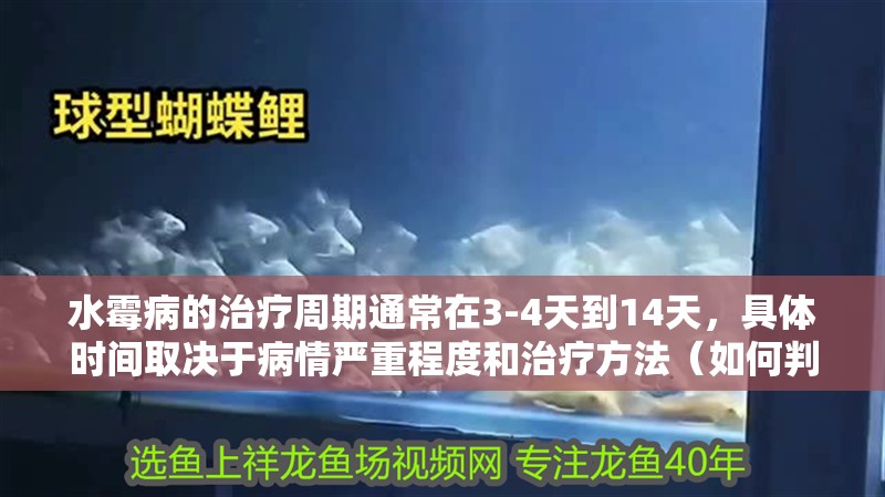 水霉病的治療周期通常在3-4天到14天，具體時間取決于病情嚴重程度和治療方法（如何判斷魚是否感染水霉病）