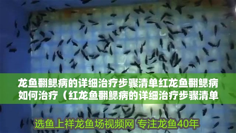 龍魚翻鰓病的詳細治療步驟清單紅龍魚翻鰓病如何治療（紅龍魚翻鰓病的詳細治療步驟清單紅龍魚翻鰓病如何治療）