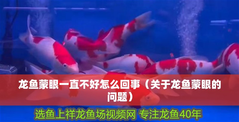 龍魚蒙眼一直不好怎么回事（關于龍魚蒙眼的問題）