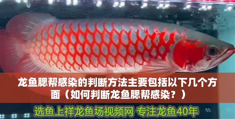 龍魚腮幫感染的判斷方法主要包括以下幾個(gè)方面（如何判斷龍魚腮幫感染？）