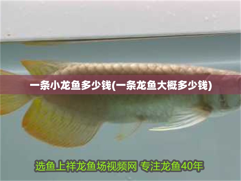一條小龍魚多少錢(一條龍魚大概多少錢)