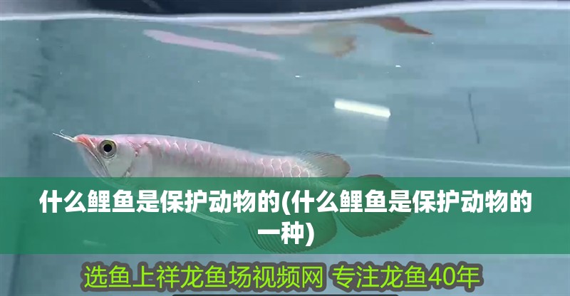 什么鯉魚是保護動物的(什么鯉魚是保護動物的一種)
