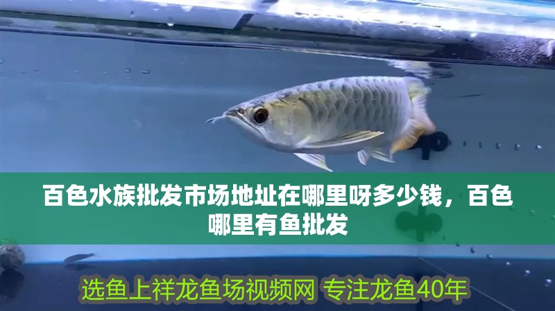 百色水族批發市場地址在哪里呀多少錢，百色哪里有魚批發