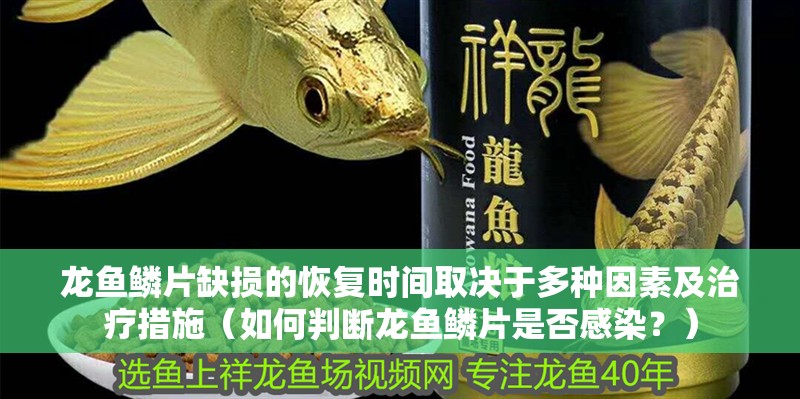 龍魚鱗片缺損的恢復(fù)時(shí)間取決于多種因素及治療措施（如何判斷龍魚鱗片是否感染？）