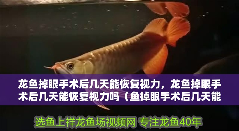 龍魚掉眼手術后幾天能恢復視力，龍魚掉眼手術后幾天能恢復視力嗎（魚掉眼手術后幾天能恢復視力）