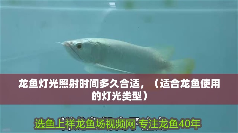 龍魚燈光照射時間多久合適，（適合龍魚使用的燈光類型） 龍魚燈光照射時間多久合適，（適合龍魚使用的燈光類型） 龍魚百科