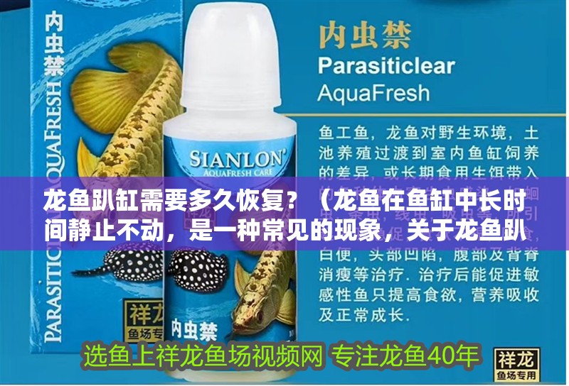 龍魚趴缸需要多久恢復？（龍魚在魚缸中長時間靜止不動，是一種常見的現象，關于龍魚趴缸）