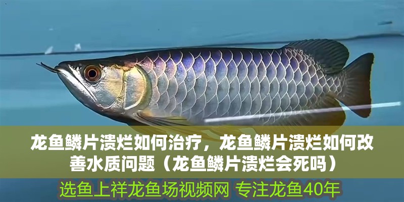 龍魚鱗片潰爛如何治療，龍魚鱗片潰爛如何改善水質問題（龍魚鱗片潰爛會死嗎）