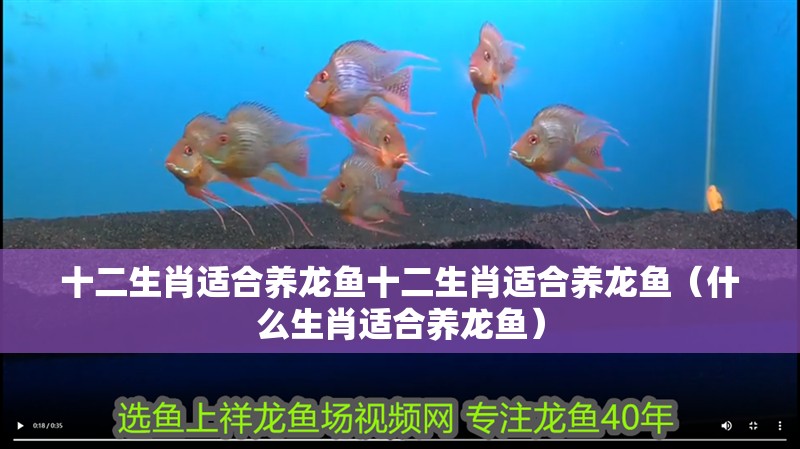 十二生肖適合養龍魚十二生肖適合養龍魚（什么生肖適合養龍魚） 十二生肖適合養龍魚十二生肖適合養龍魚（什么生肖適合養龍魚） 觀賞魚百科