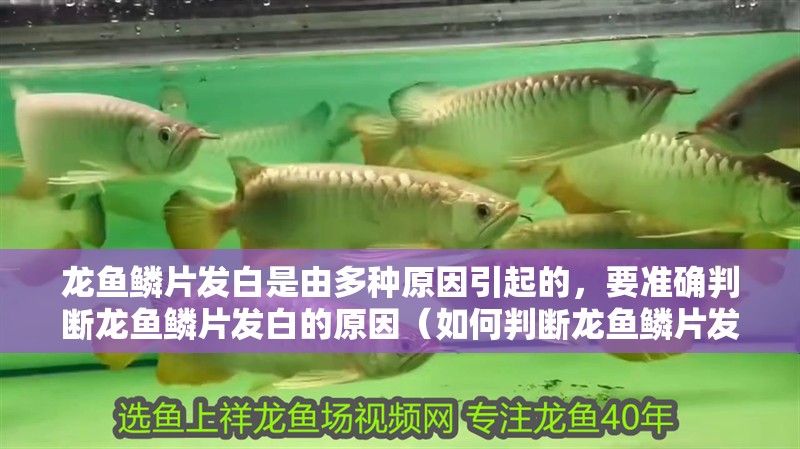 龍魚鱗片發(fā)白是由多種原因引起的，要準(zhǔn)確判斷龍魚鱗片發(fā)白的原因（如何判斷龍魚鱗片發(fā)白的原因）
