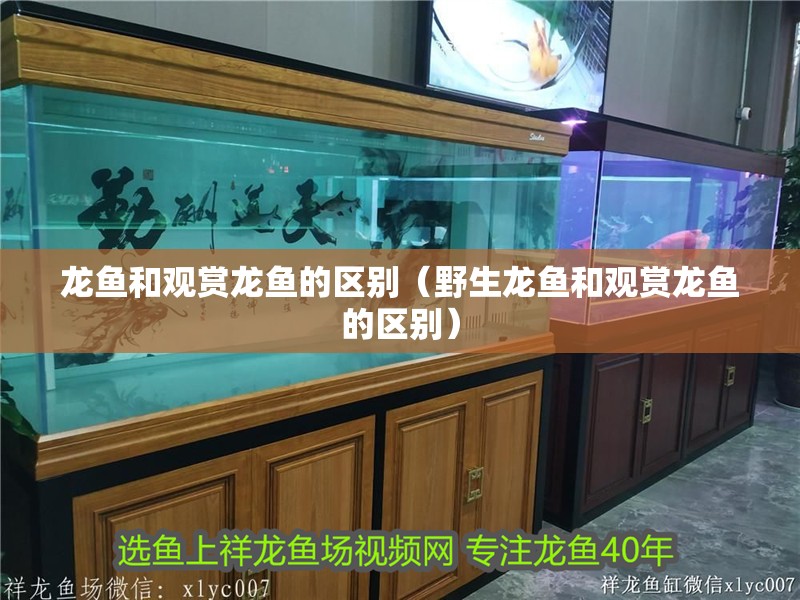 龍魚和觀賞龍魚的區別（野生龍魚和觀賞龍魚的區別）
