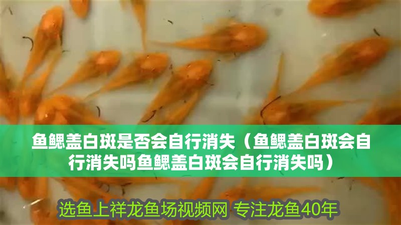 魚鰓蓋白斑是否會(huì)自行消失（魚鰓蓋白斑會(huì)自行消失嗎魚鰓蓋白斑會(huì)自行消失嗎）