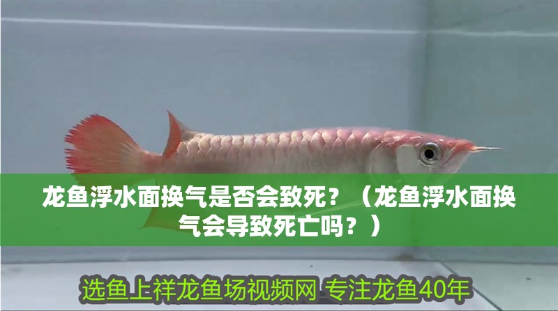龍魚浮水面換氣是否會致死？（龍魚浮水面換氣會導致死亡嗎？）