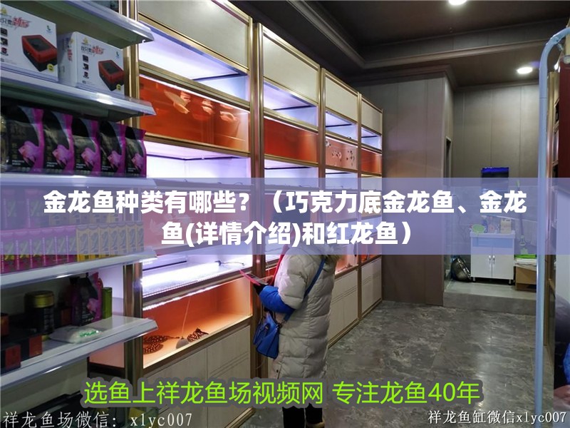 金龍魚種類有哪些？（巧克力底金龍魚、金龍魚(詳情介紹)和紅龍魚）