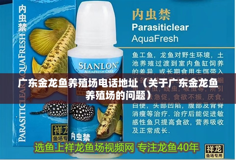 我的虎魚真菌感染了要怎么處理 廣東金龍魚養殖場電話地址(關于廣東金龍魚養殖場的問題) 觀賞魚百科 廣東金龍魚養殖場電話地址(關于廣東金龍魚養殖場的問題) 廣東金龍魚養殖場電話地址(關于廣東金龍魚養殖場的問題) 觀賞魚百科