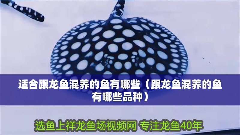 適合跟龍魚混養(yǎng)的魚有哪些（跟龍魚混養(yǎng)的魚有哪些品種）