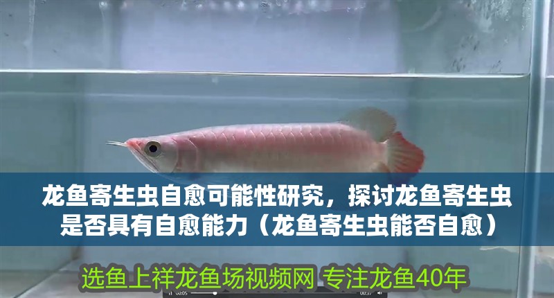 龍魚寄生蟲自愈可能性研究，探討龍魚寄生蟲是否具有自愈能力（龍魚寄生蟲能否自愈）