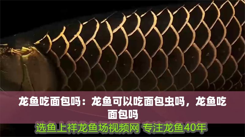 龍魚吃面包嗎：龍魚可以吃面包蟲嗎，龍魚吃面包嗎