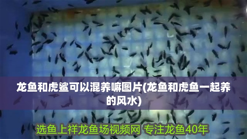 龍魚和虎鯊可以混養嘛圖片(龍魚和虎魚一起養的風水)