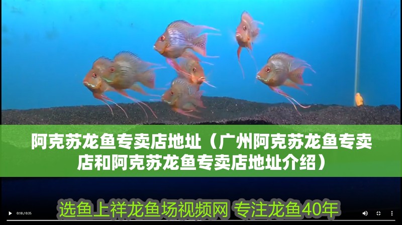阿克蘇龍魚專賣店地址（廣州阿克蘇龍魚專賣店和阿克蘇龍魚專賣店地址介紹）