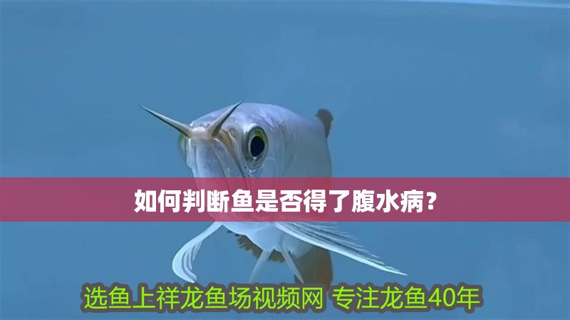 如何判斷魚是否得了腹水病？