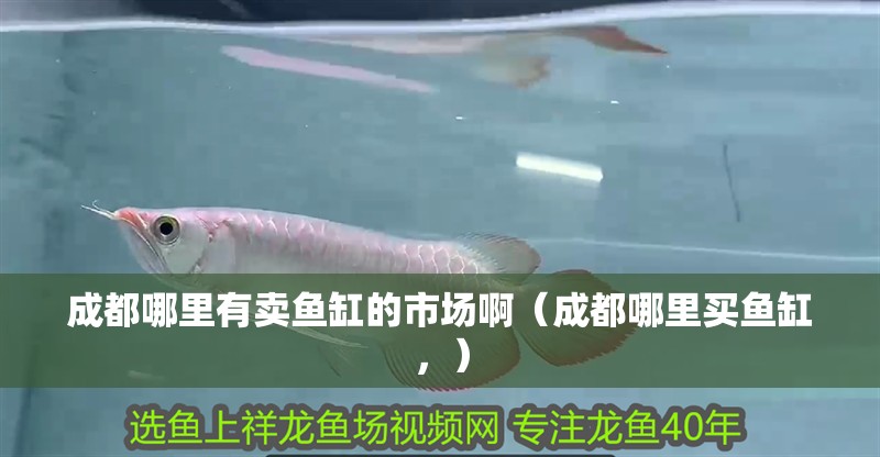 成都哪里有賣魚缸的市場啊（成都哪里買魚缸，）