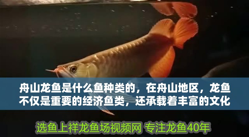 舟山龍魚(yú)是什么魚(yú)種類的，在舟山地區(qū)，龍魚(yú)不僅是重要的經(jīng)濟(jì)魚(yú)類，還承載著豐富的文化內(nèi)涵