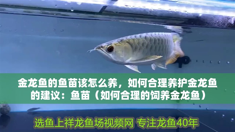 金龍魚的魚苗該怎么養，如何合理養護金龍魚的建議：魚苗（如何合理的飼養金龍魚）