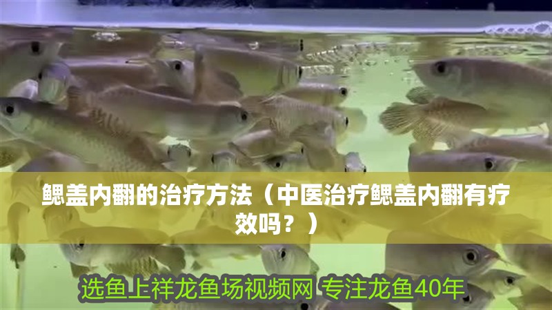 鰓蓋內(nèi)翻的治療方法（中醫(yī)治療鰓蓋內(nèi)翻有療效嗎？）