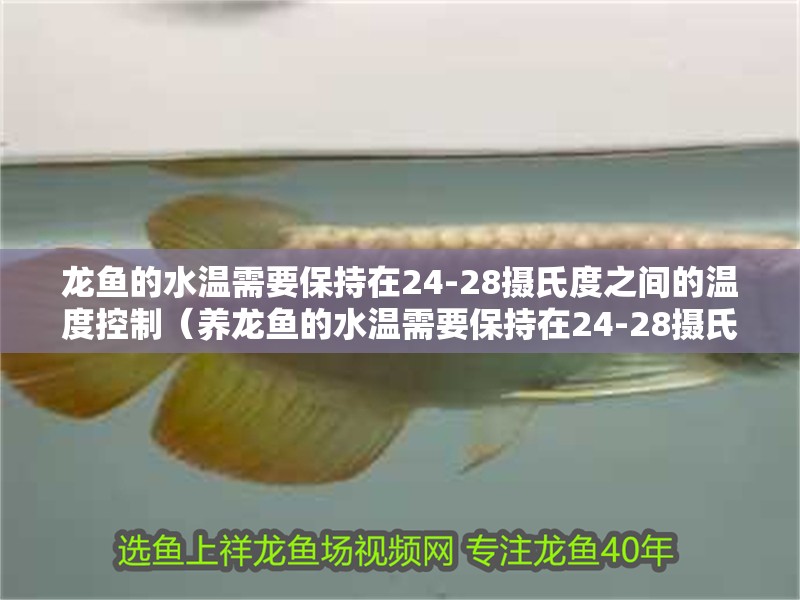 龍魚的水溫需要保持在24-28攝氏度之間的溫度控制（養龍魚的水溫需要保持在24-28攝氏度之間的溫度控制）