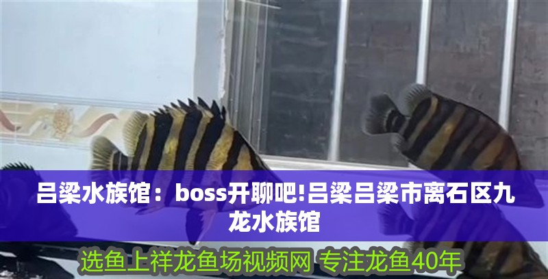 呂梁水族館：boss開聊吧!呂梁呂梁市離石區九龍水族館